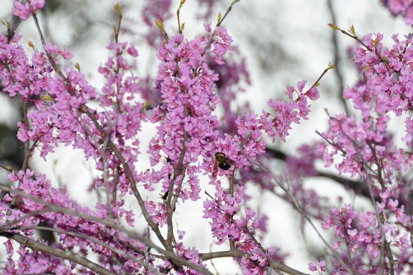 Redbud tree and bee