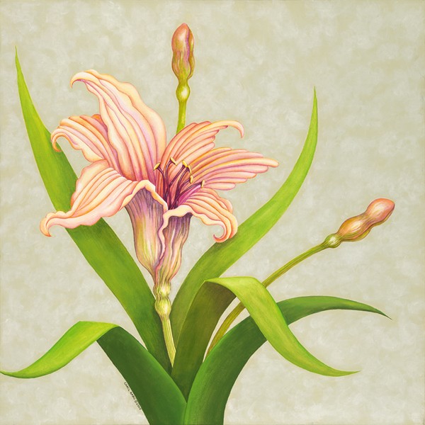 Peach Lily