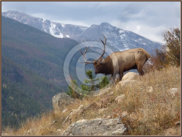 Colorado Bull Elk