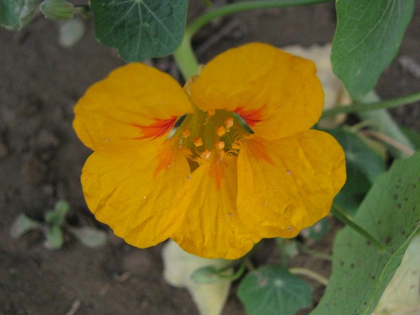 flower
