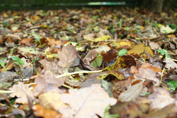 Leaves