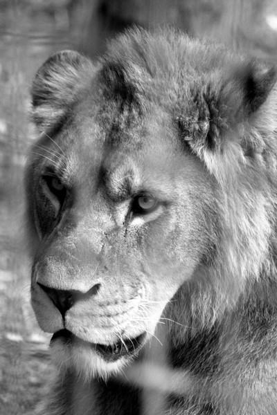 Sad Lion