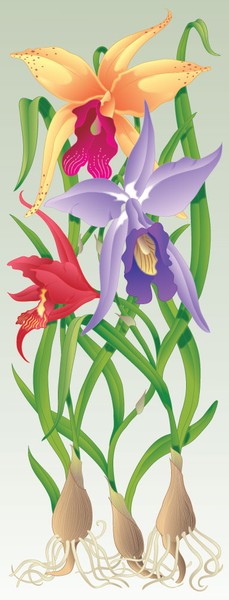 3 Orchids