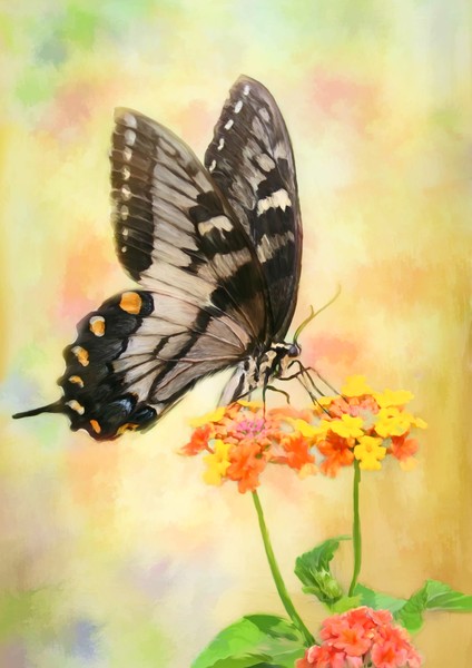 Butterfly On Lantana