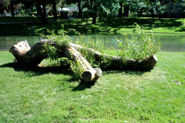 Famous Tree In Westmount Park