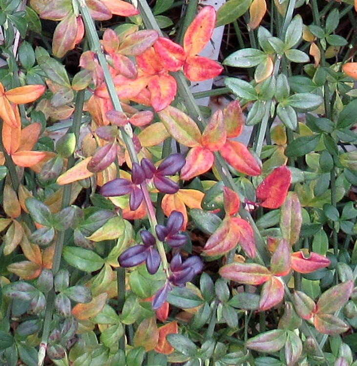 FALL COLOR MIX