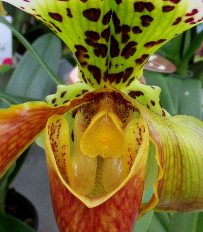 Cypripedium acaule