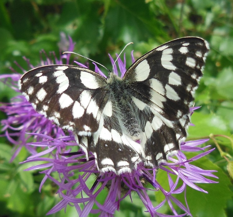 BUTTERFLY