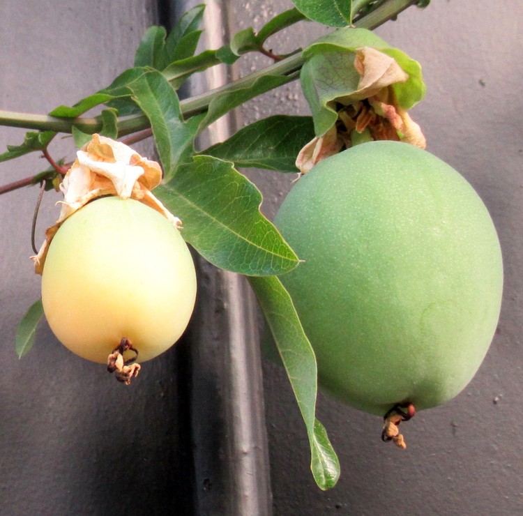PASSION FRUIT