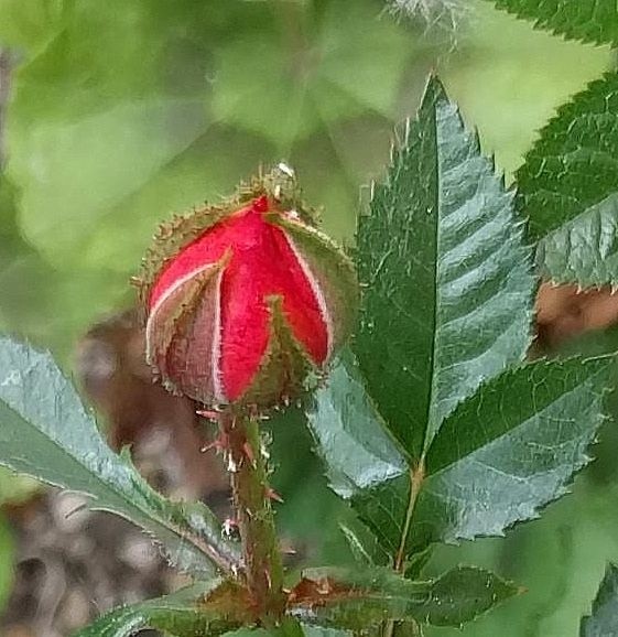 ROSE BUD