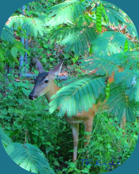 deer me, am i home yet?