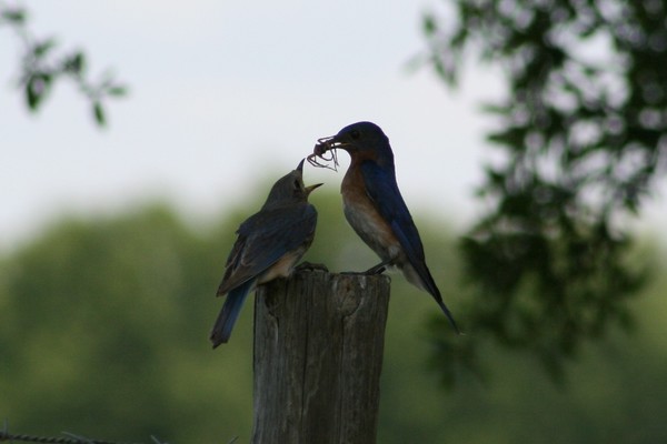 Blue Birds Taking Care of their own