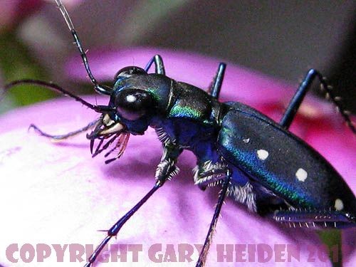 Blue Tiger Beetle