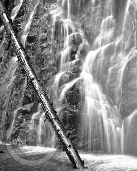 Wet Wood