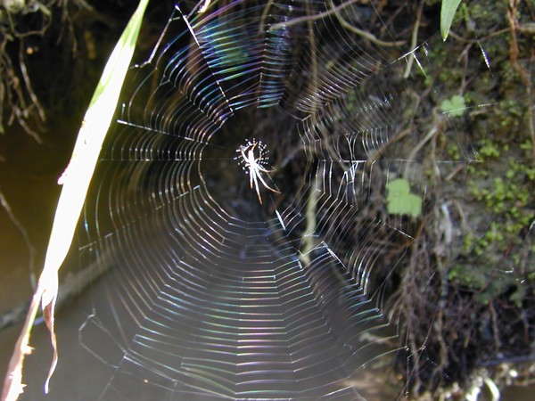A Web