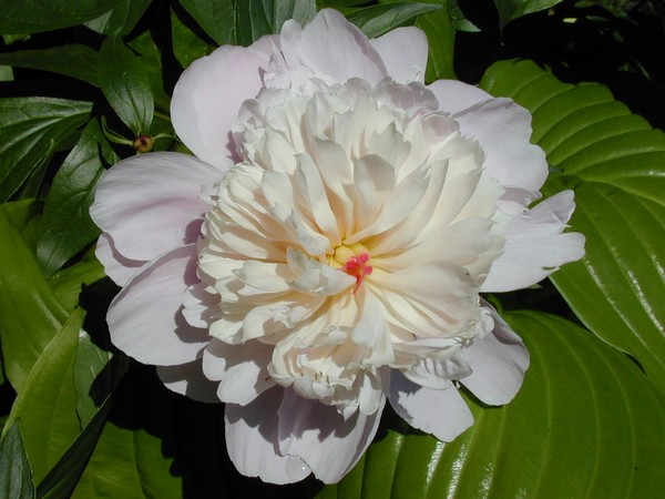 A Flower For You