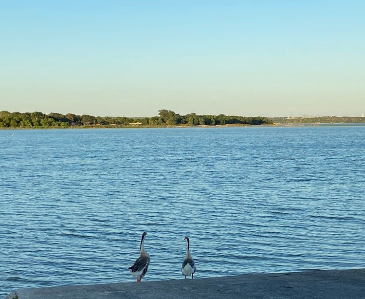 2 Geese