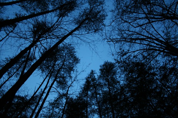 Dark Forrest