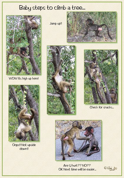 Climbing a tree...