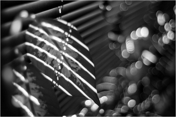 Music of Light 05