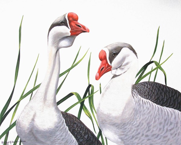 China Geese