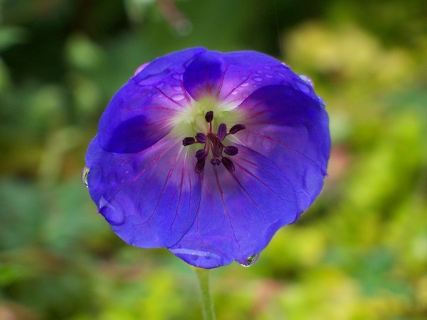 Purple Tears