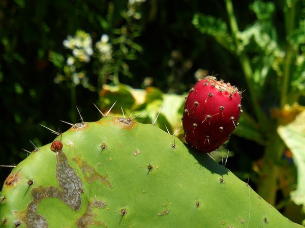 Prickly Pear
