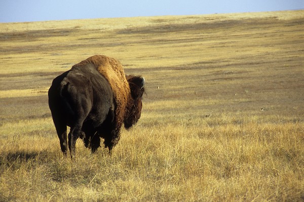 south dakota grazer
