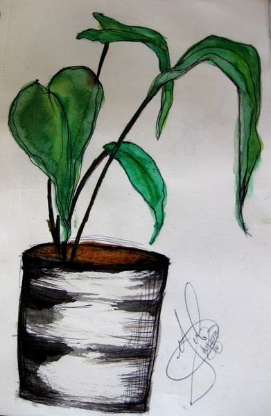 Potted Plant