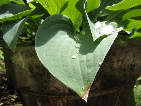 drops in a row