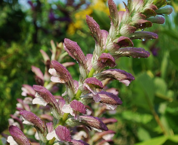 Purple Dew