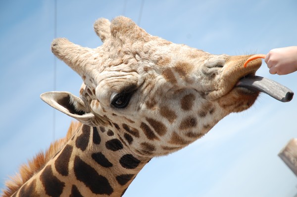 Giraffe