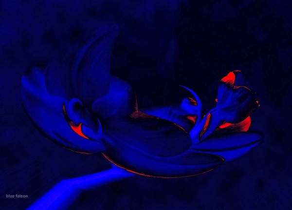 abstract flower