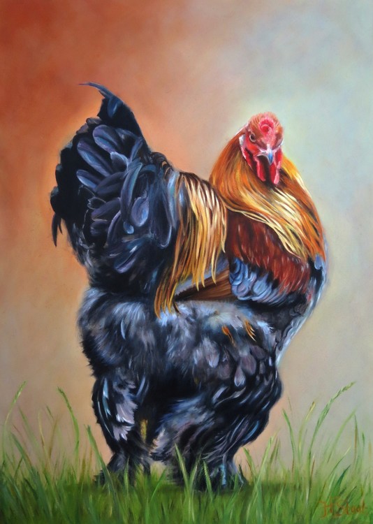 Proud rooster 2