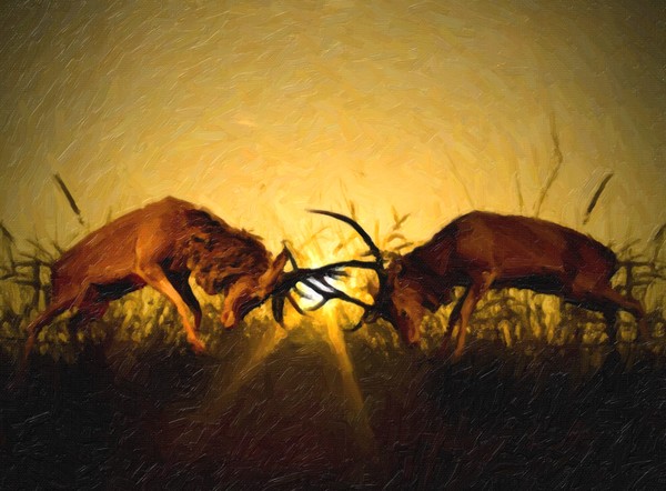 Stag Rutt