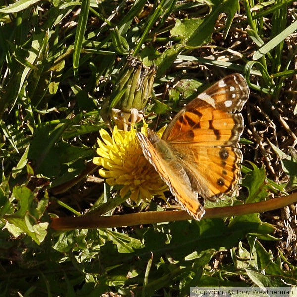 Butterfly 3 ne1104