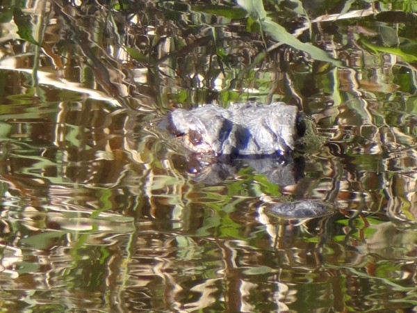 Can You See Him???? Photo