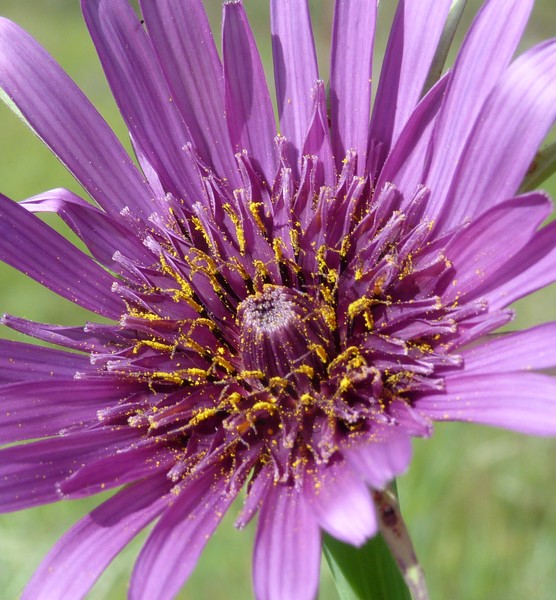 Roadside Beauty