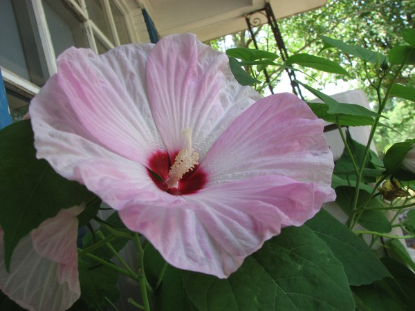 Pinky D 2