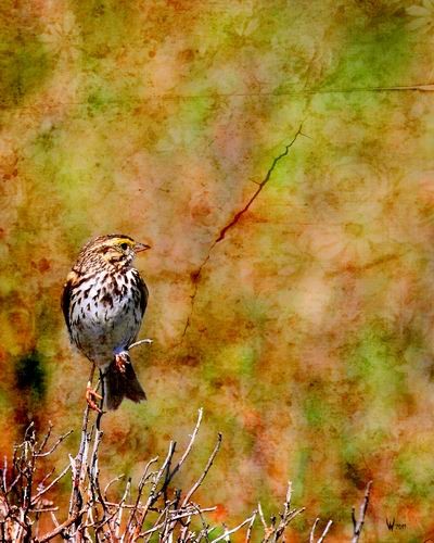 Savannah Sparrow