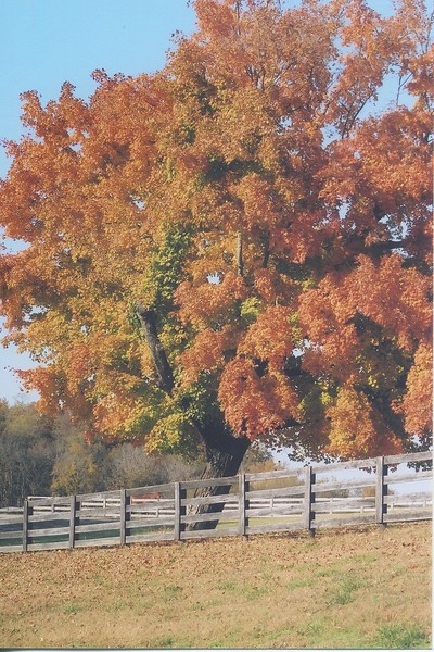 Autumn tree