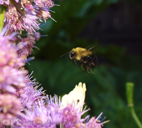 HARVEST BEE NEARS