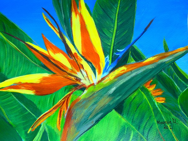 Birds of Paradise.