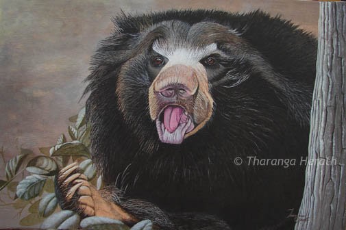 Sloth Bear