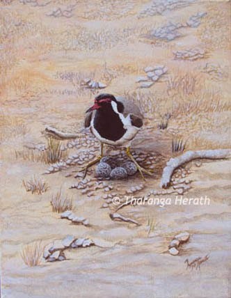 Red-wattled Lapwing