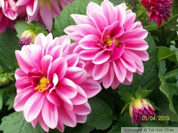Dahlia (Dalina Midi Malaysia), 11414