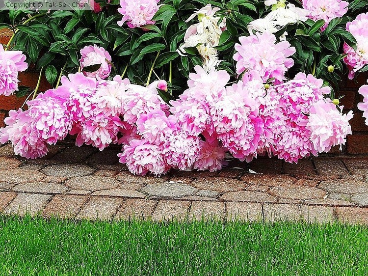 Home Garden
