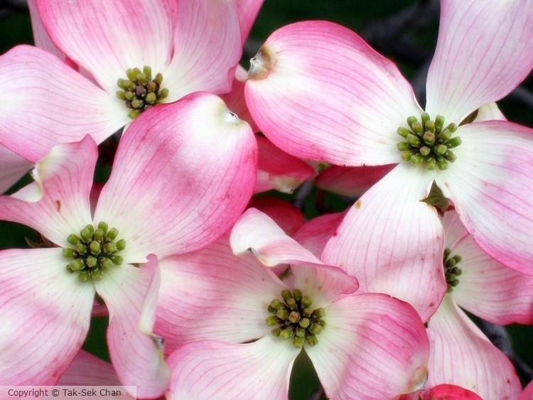 Dogwood (Cornus florida Rubra) 05-03-2006