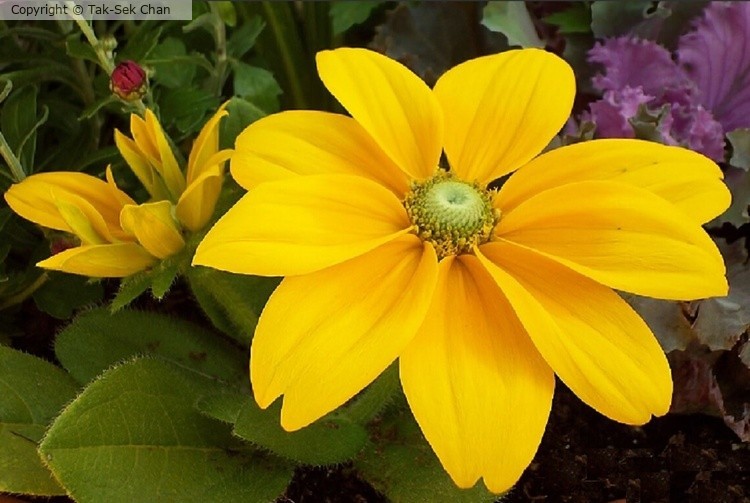 Rudbeckia laciniaata, Wayland, MA, USA, 10-08-2023