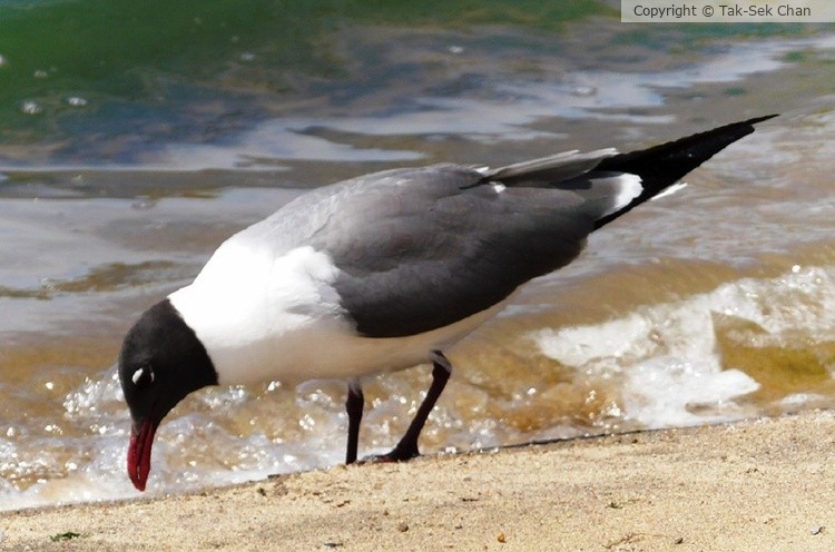 Laughing Gull (Larus atricilla), Jamaica Bay, NYC, 05-24-2015